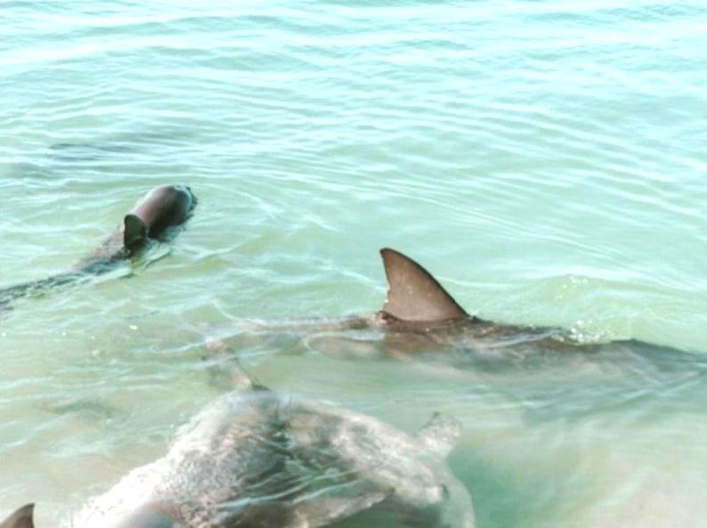 ourbusyhomeschool | Dolphin Watching at Monkey Mia Reserve: Enjoy close encounters with dolphins at Monkey Mia Reserve