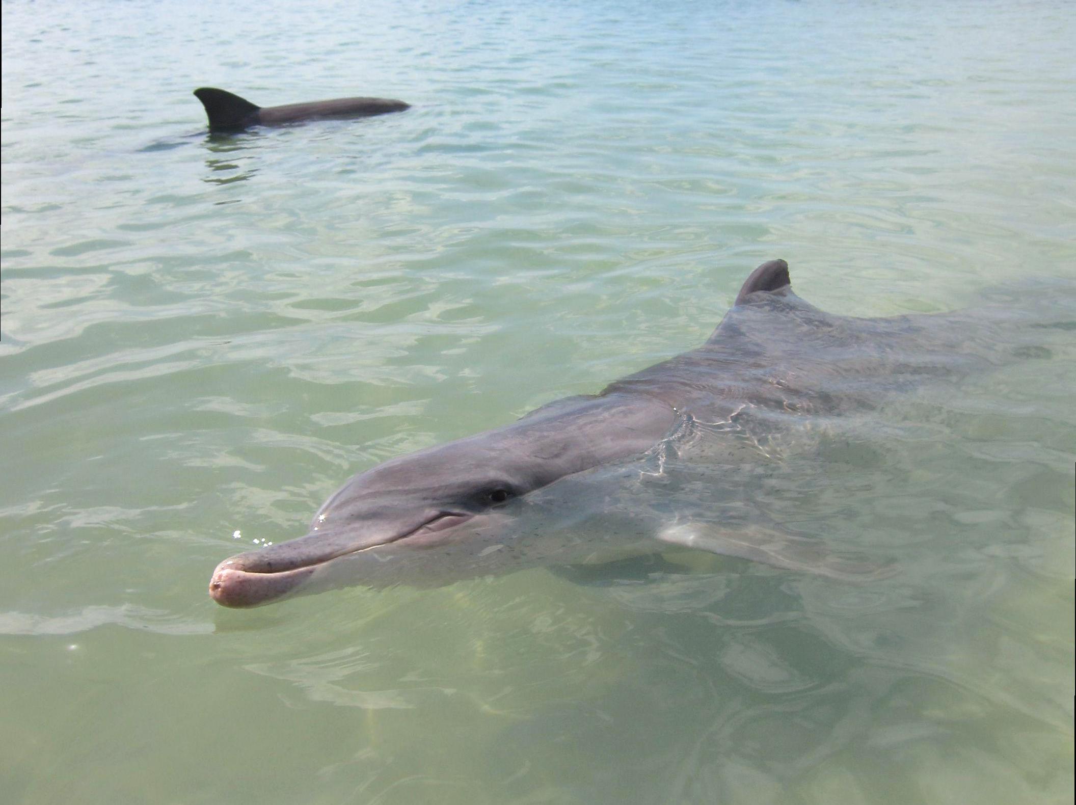 ourbusyhomeschool | Dolphin Watching at Monkey Mia Reserve: Enjoy close encounters with dolphins at Monkey Mia Reserve