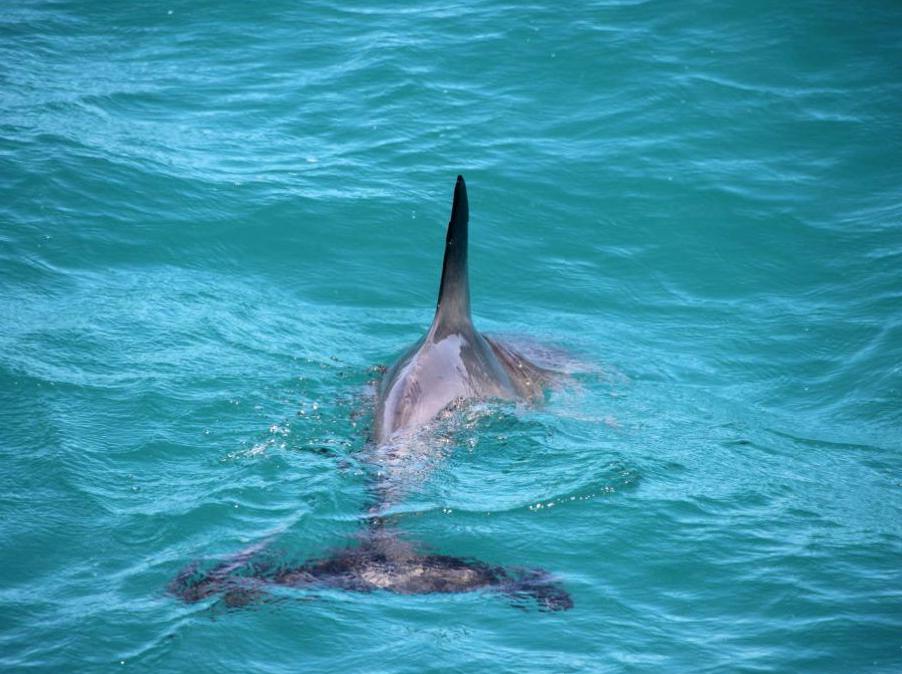 ourbusyhomeschool | Dolphin Watching at Monkey Mia Reserve: Enjoy close encounters with dolphins at Monkey Mia Reserve