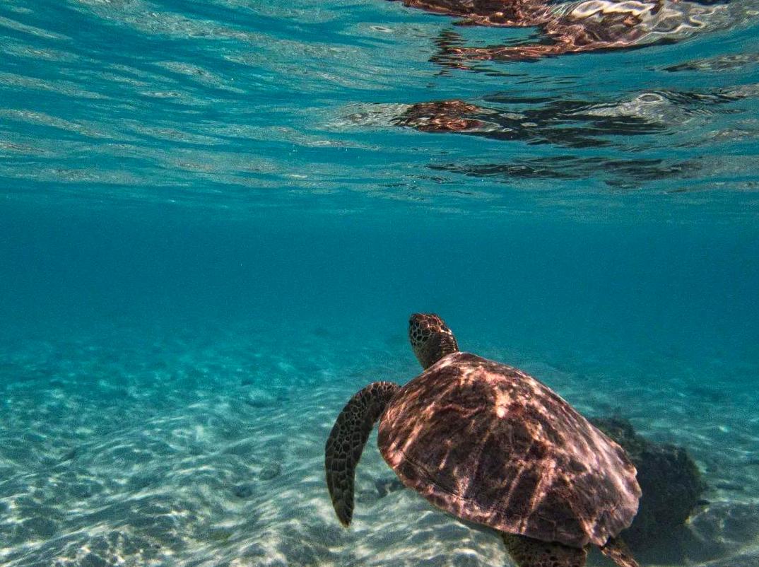 ourbusyhomeschool | Snorkeling at Little Lagoon: Explore the underwater world by snorkeling at Little Lagoon