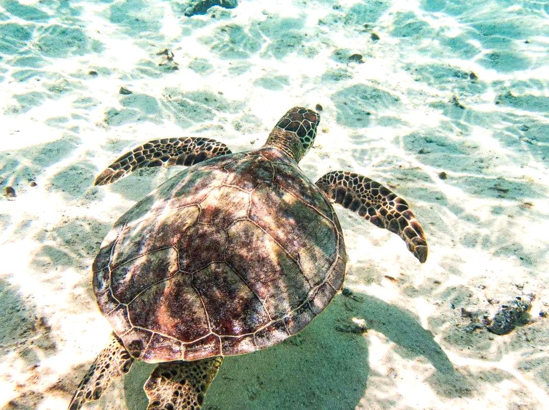 ourbusyhomeschool | Snorkeling at Little Lagoon: Explore the underwater world by snorkeling at Little Lagoon