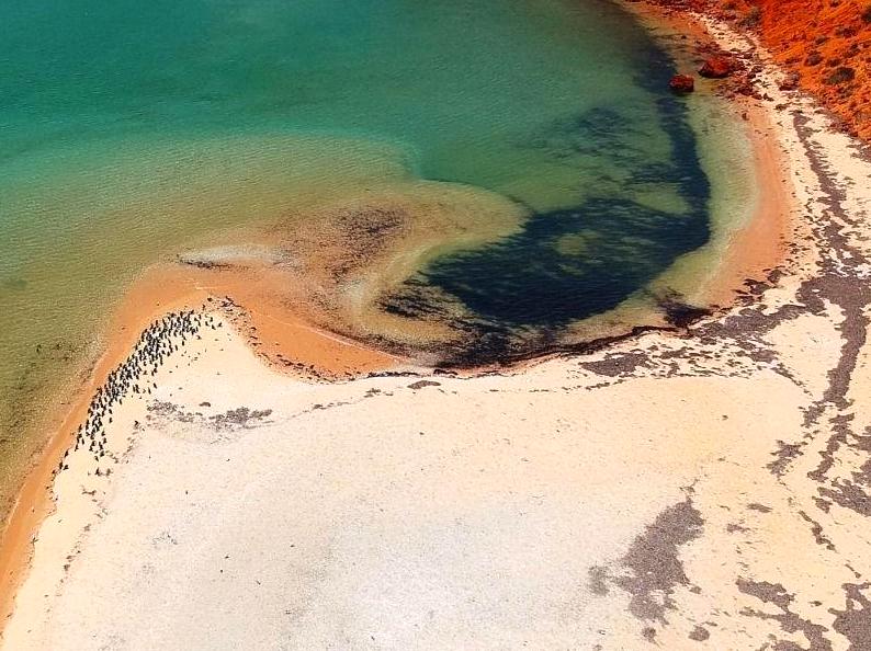 ourbusyhomeschool | Visit the Shark Bay World Heritage Discovery Centre: Learn about the natural and cultural history of Shark Bay