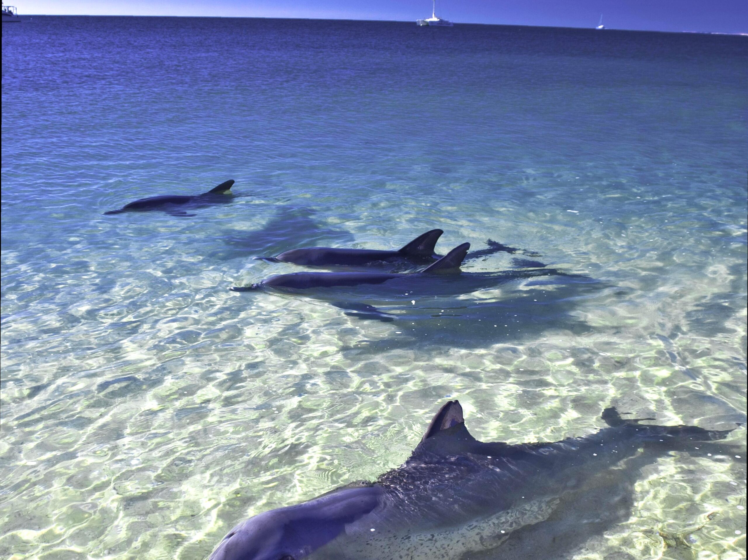 ourbusyhomeschool | Visit the Shark Bay World Heritage Discovery Centre: Learn about the natural and cultural history of Shark Bay