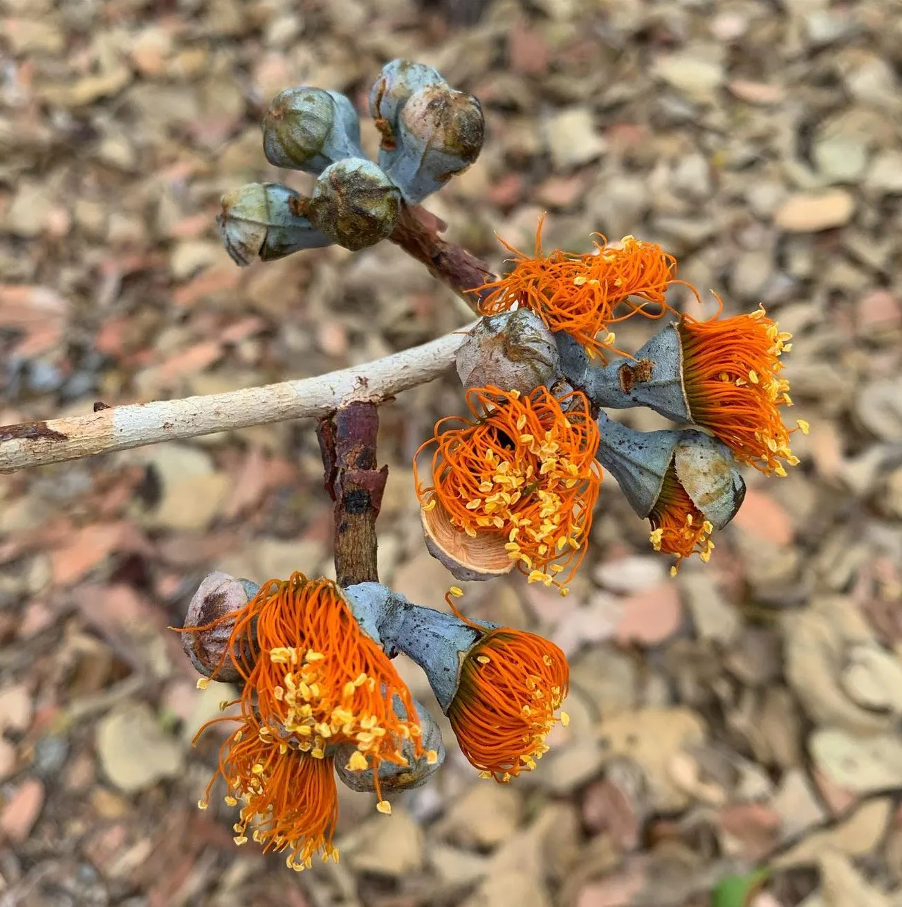 ourbusyhomeschool | Katherine Gorge Plants & Wildlife