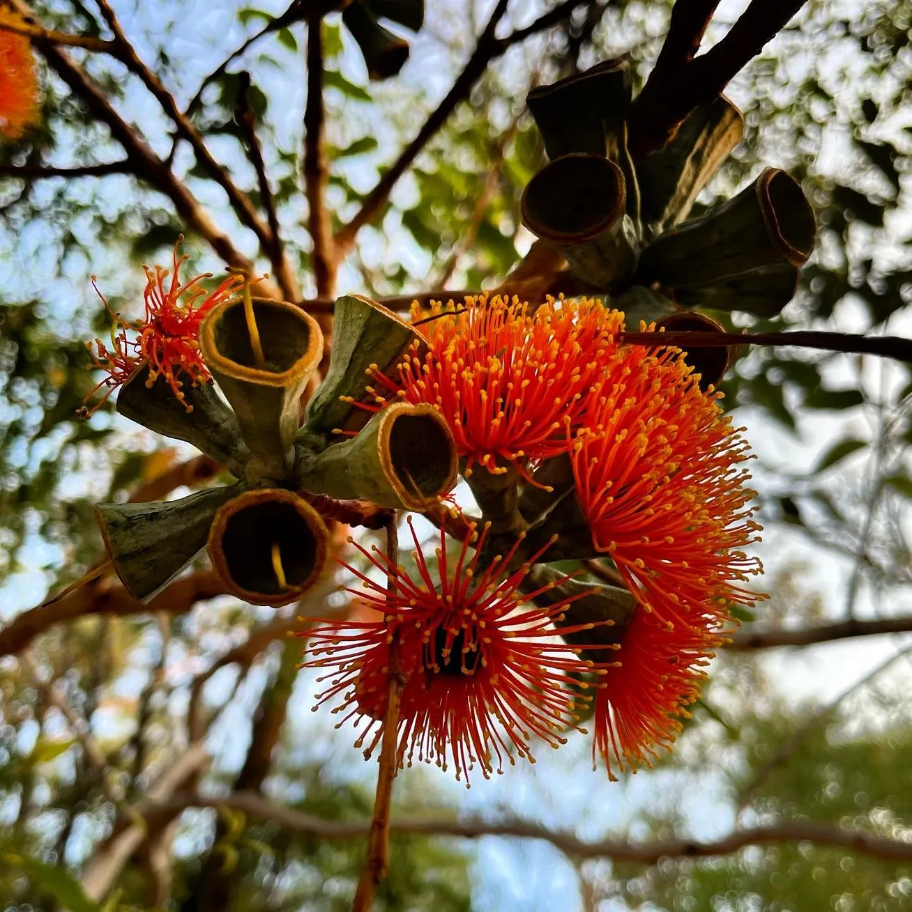 ourbusyhomeschool | Katherine Gorge Plants & Wildlife